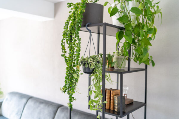 Smeltend terwijl schreeuw Plant aan je plafond hangen in 3 stappen - Plantleven